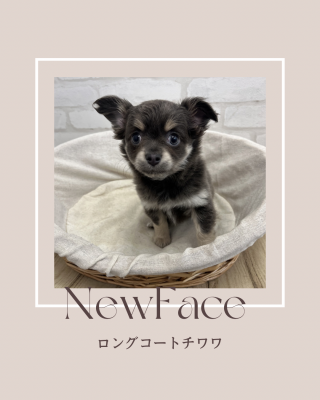 デビューしたばかりのわんちゃん情報🐶
