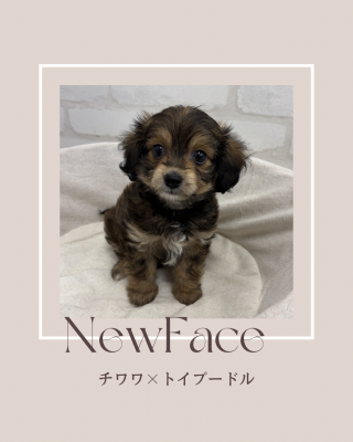 デビューしたばかりのわんちゃん情報🐶