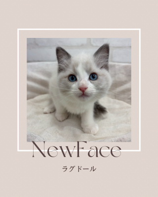 デビューしたばかりの猫ちゃん情報🐱🐾