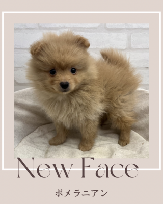 デビューしたばかりのわんにゃん情報🐶🐱