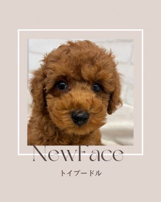 デビューしたばかりのわんちゃん情報🐶