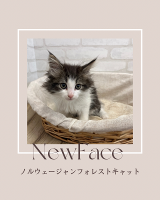 デビューしたばかりの猫ちゃん情報🐱