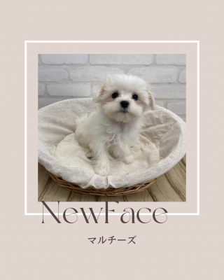 デビューしたばかりの犬猫情報🐶🐾
