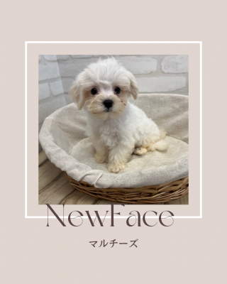 デビューしたばかりのわんにゃん情報🐶🐱