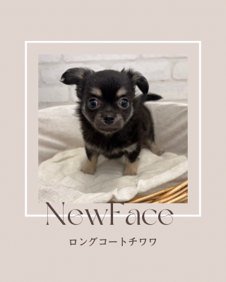 デビューしたばかりのわんちゃん情報🐶