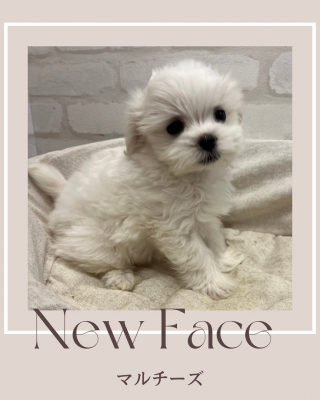 デビューしたばかりのわんにゃん情報🐾ᵕ̈