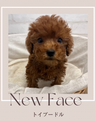 デビューしたばかりのわんちゃん情報🐶🐾