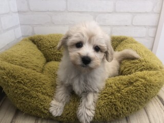 デビューしたばかりのわんちゃん情報🐶