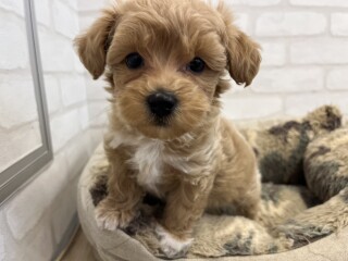 デビューしたばかりのわんにゃん情報