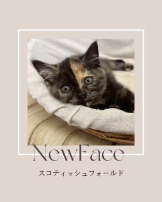 デビューしたばかりの猫ちゃん情報🐱