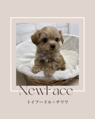 デビューしたばかりのわんちゃん情報🐶