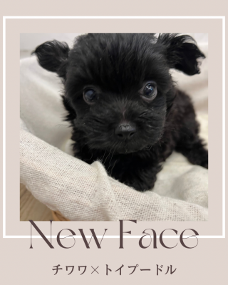 デビューしたばかりのわんちゃん情報🐶🐾