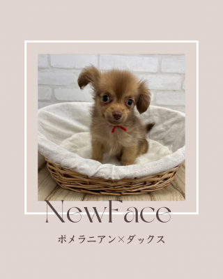 デビューしたばかりのわんちゃん情報🐶🐾