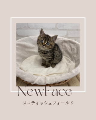 デビューしたばかりの犬猫情報🐶🐾