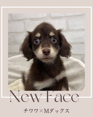 デビューしたばかりのわんちゃん情報🐶⸒⸒♡