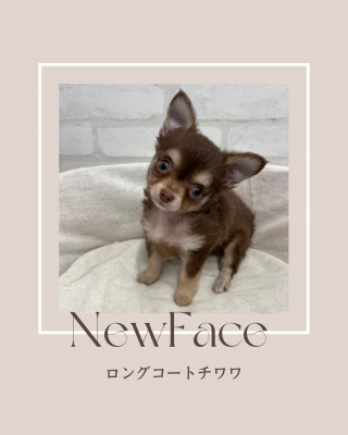 デビューしたばかりのわんちゃん情報🐶