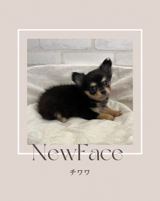 デビューしたばかりのワンちゃん情報🐶🐾