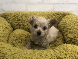 デビューしたばかりのわんちゃん情報🐶