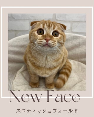 デビューしたばかりのわんにゃん情報🐶🐱