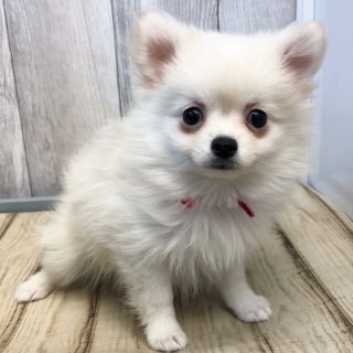 可愛い🐶わんちゃんデビュー✨