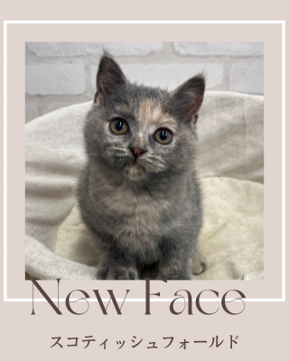 デビューしたばかりのわんにゃん情報🐶🐱