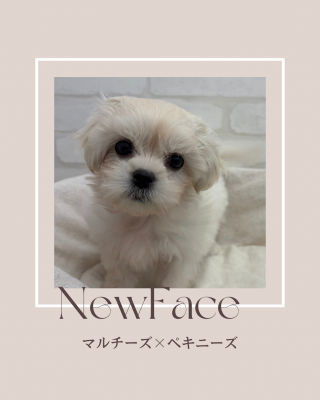 デビュしたばかりのわんにゃん情報🐶🐱