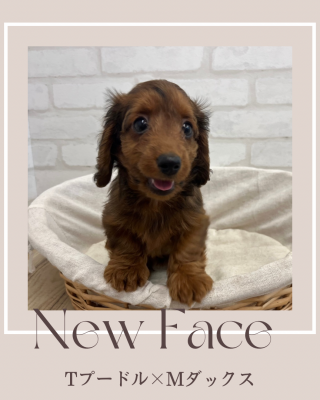 デビューしたばかりのわんちゃん情報🐶