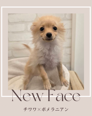 デビューしたばかりのわんちゃん情報🐶🐾