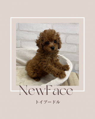 デビューしたばかりのわんちゃん情報🐶