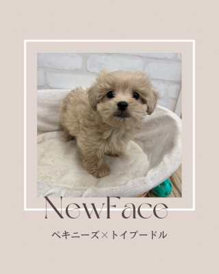 デビューしたばかりのわんにゃん情報🐶🐱